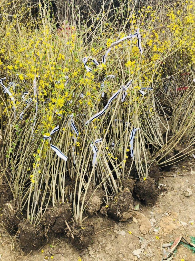 迎春花1米以下一二年生包指导包成活基地直发
