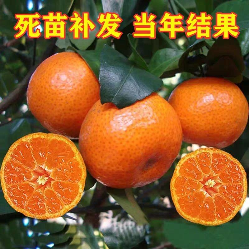 砂糖橘子树盆栽橘子树苗大苗桔子苗带果种植橘子苗树北方南方