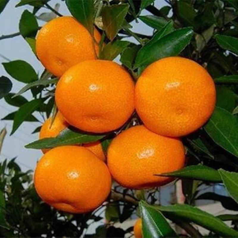 砂糖橘子树盆栽橘子树苗大苗桔子苗带果种植橘子苗树北方南方