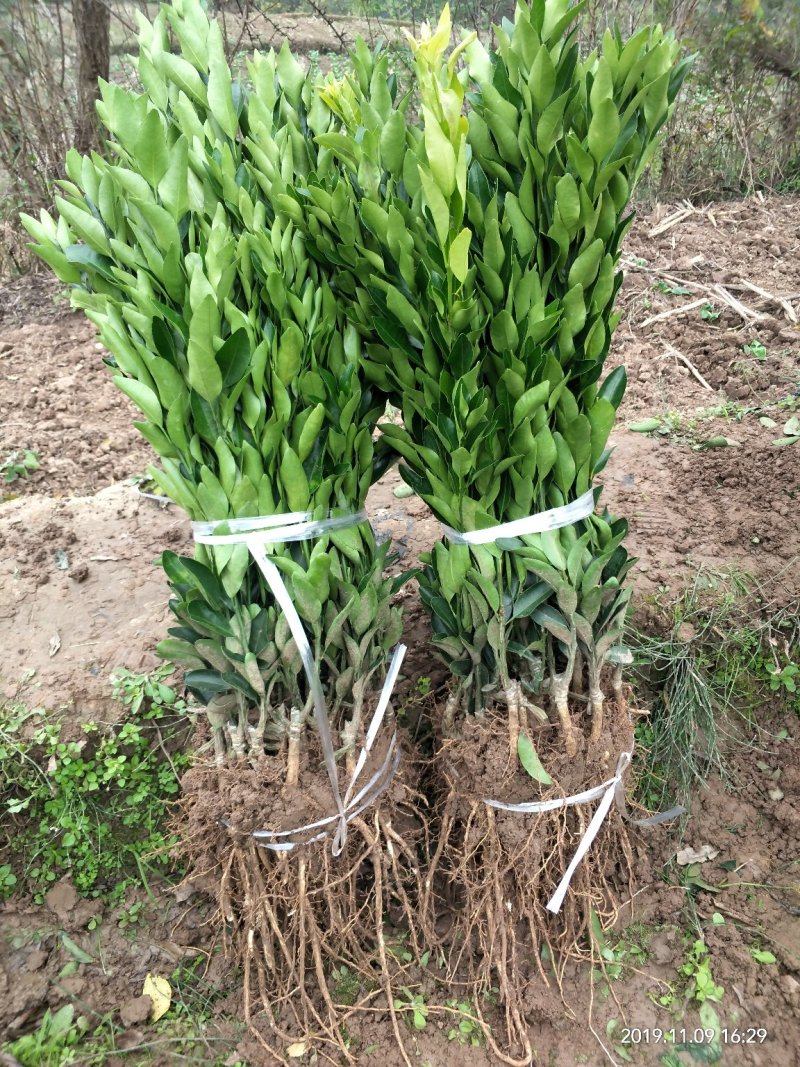春见柑桔苗/耙耙柑苗/2年苗基地批零售/量大价优免费技术