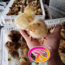 高产麻羽绿壳蛋鸡苗包运输和质量可免费办养殖相关