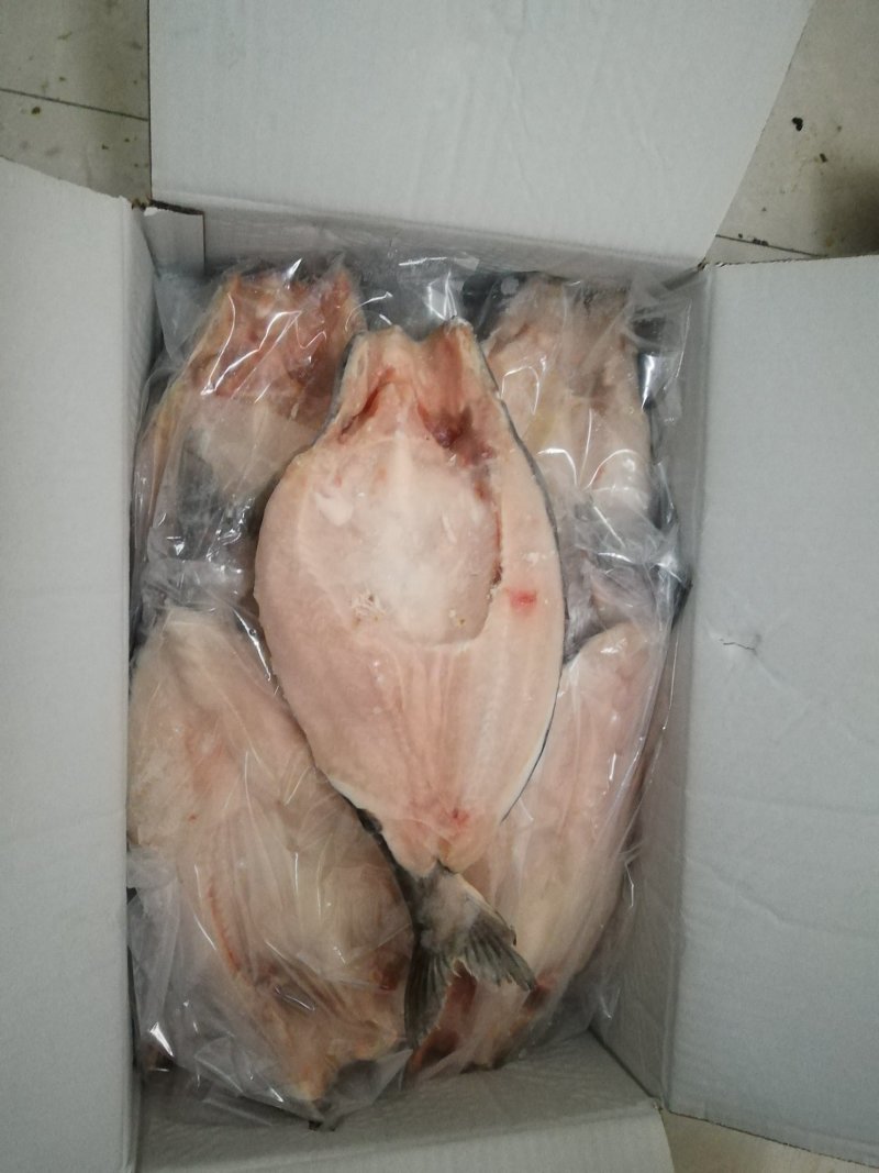 开背巴沙鱼