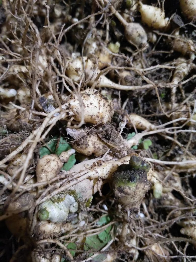 竹节参