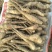 山药苗，山药种子，山药豆苗，山药嘴子