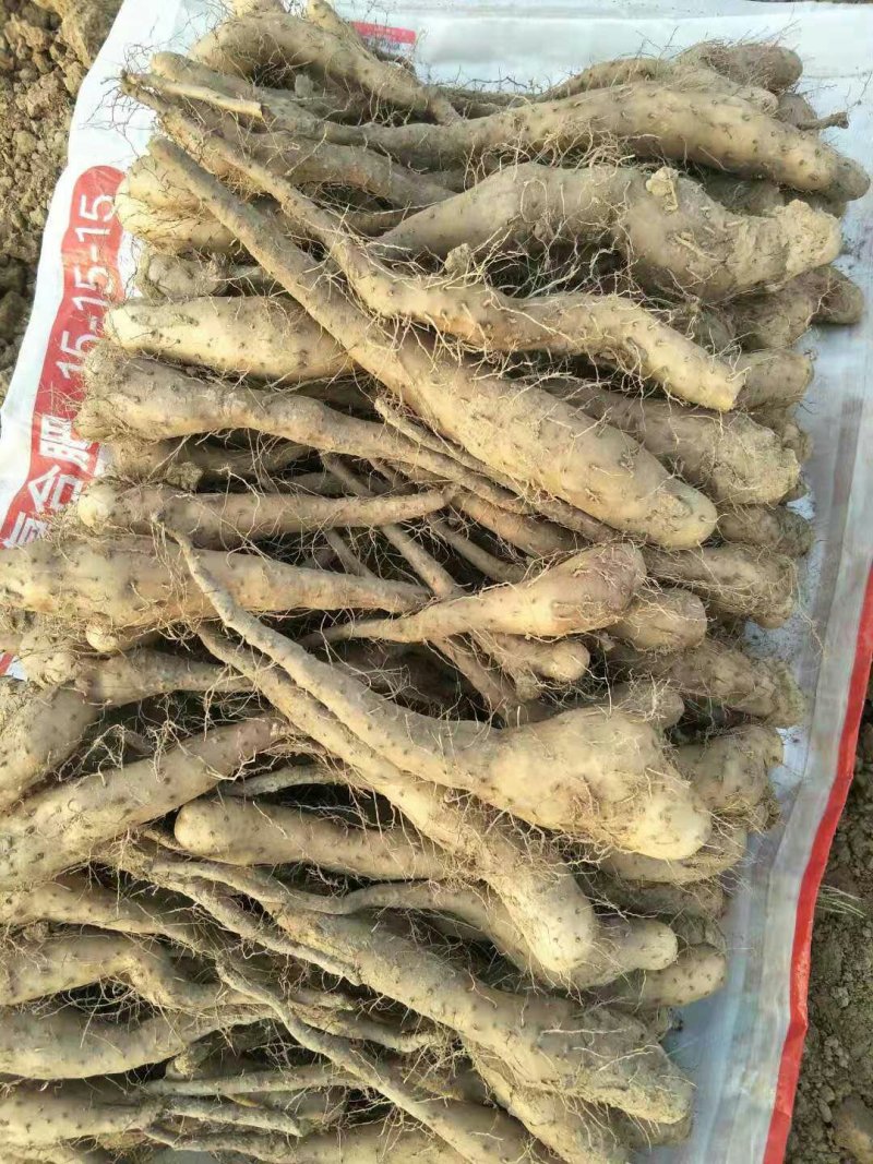 山药苗，山药种子，山药豆苗，山药嘴子
