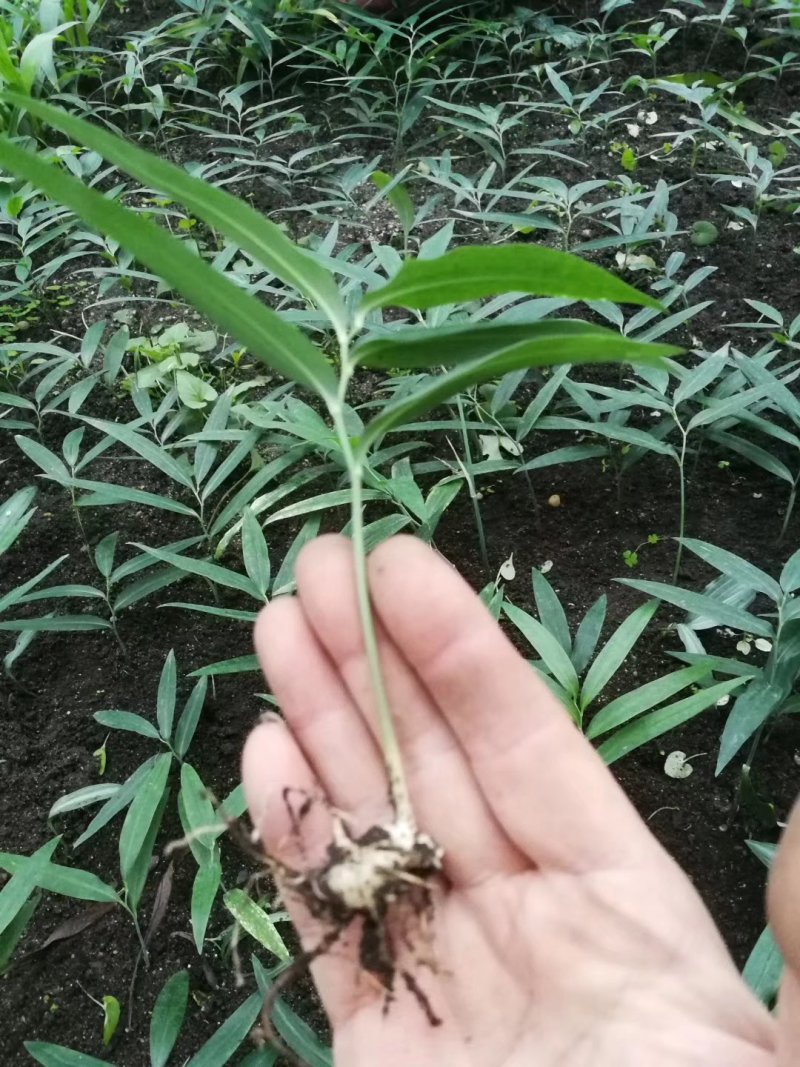 黄精种苗姜型甜黄精种苗