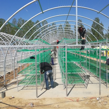 建造食用菌大棚双孢菇温室大棚厂家椭圆管几型钢材料加工