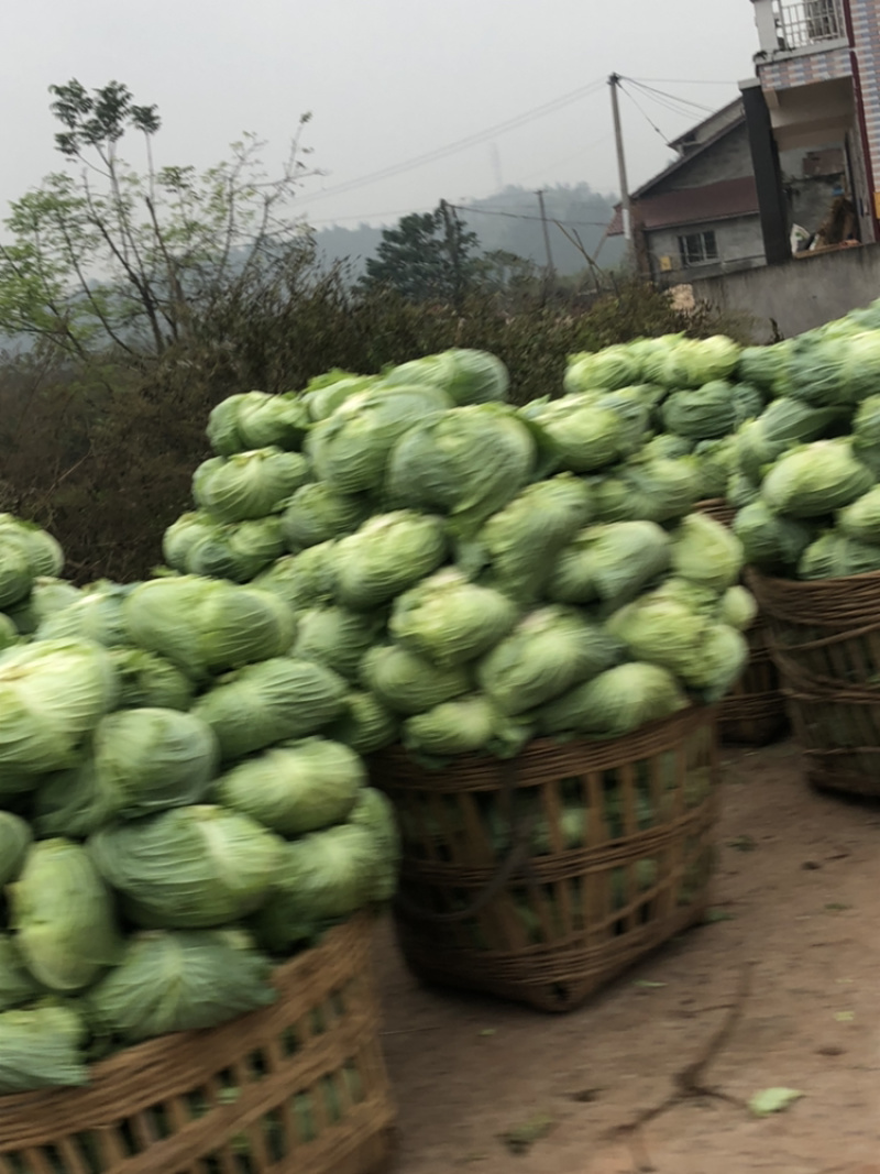 荣昌薄皮莲花白。脆莲白白菜