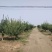 河南鄢陵红梅、美人梅、红叶桃基地