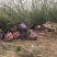 河南鄢陵红梅、美人梅、红叶桃基地