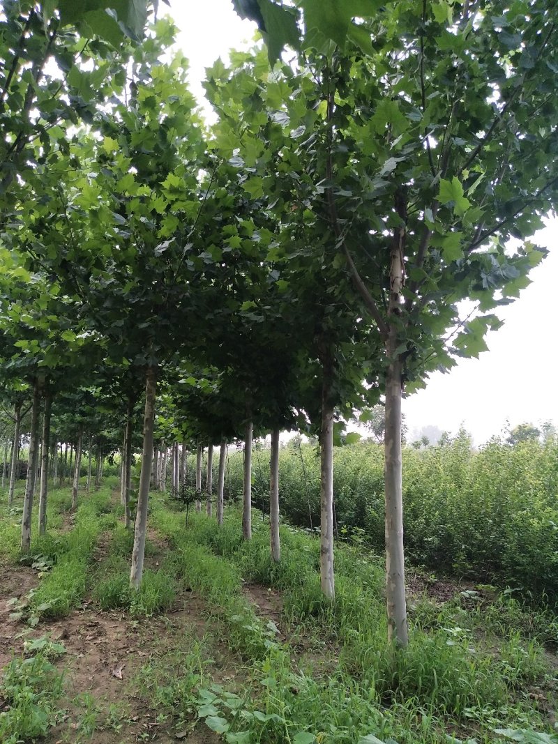 北方抗寒的6-15公分的速生法桐量大欢迎做客