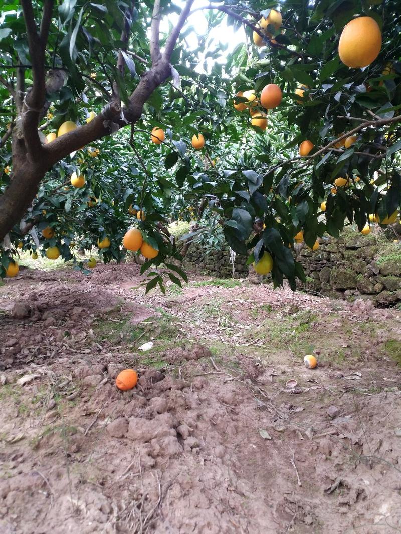 长虹橙子质量保障长虹个大颜色红无差价农户直销产地直拉