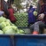 甘蓝包菜平包产地直销