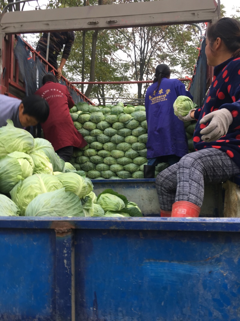 甘蓝包菜平包产地直销