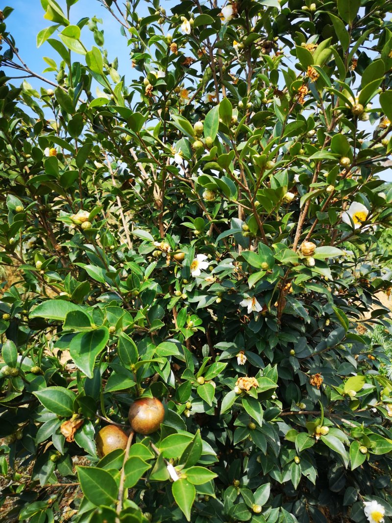 2025优质干茶籽，本地老品种油茶籽，需要的可联系