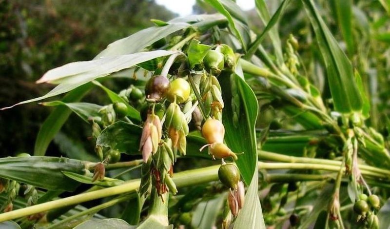 精品薏米仁，无沙粒，无霉子，无杂质，颗粒均，甜香型