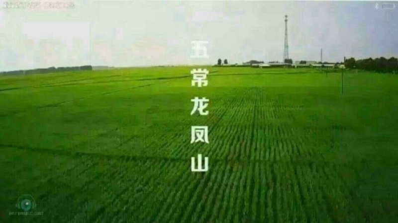 五常龙凤山稻花香2号大米，订单种植欲购从速，批发零售。