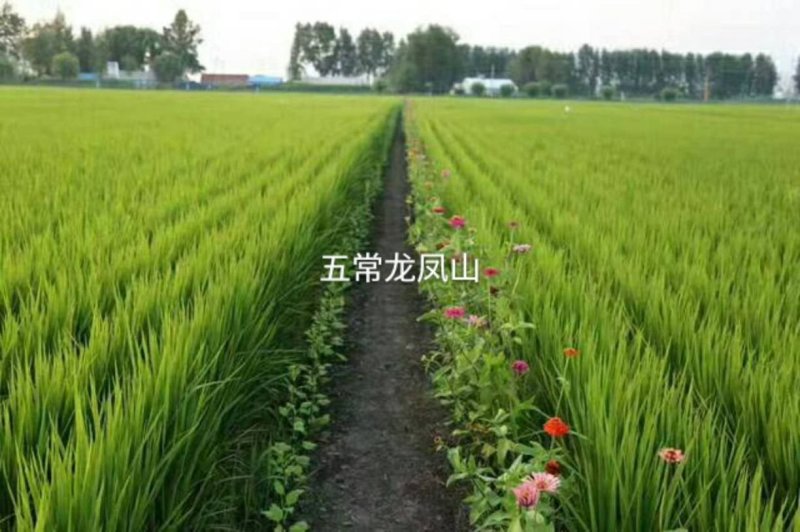 五常龙凤山稻花香2号大米，订单种植欲购从速，批发零售。
