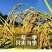五常龙凤山稻花香2号大米,订单种植欲购从速,批发零售。