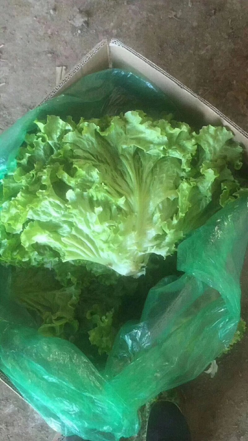 河北生菜精品散叶生菜，颗小菜绿，一斤左右，欢迎来电咨询
