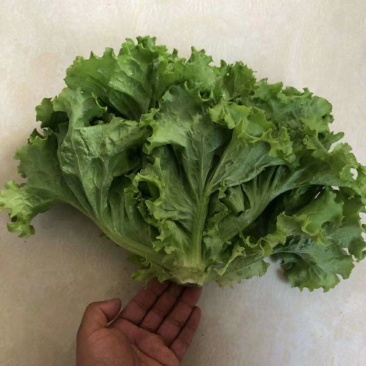 河北生菜精品散叶生菜，颗小菜绿，一斤左右，欢迎来电咨询