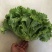 河北生菜精品散叶生菜，颗小菜绿，一斤左右，欢迎来电咨询