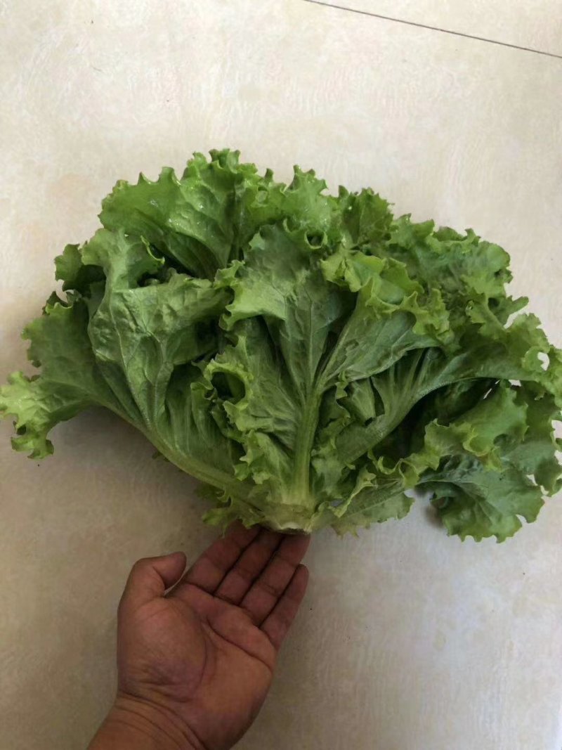 河北生菜精品散叶生菜，颗小菜绿，一斤左右，欢迎来电咨询