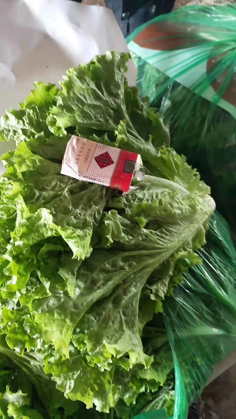 河北生菜精品散叶生菜，颗小菜绿，一斤左右，欢迎来电咨询