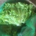 河北生菜精品散叶生菜，颗小菜绿，一斤左右，欢迎来电咨询