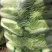 滦南储存大白菜正大量上市中，颗小，菜绿，质量好