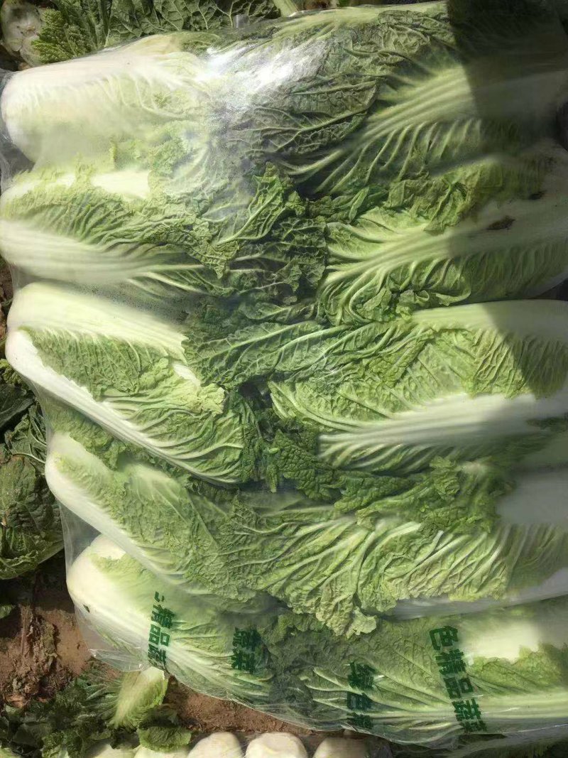 滦南储存大白菜正大量上市中，颗小，菜绿，质量好