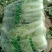 滦南储存大白菜正大量上市中，颗小，菜绿，质量好