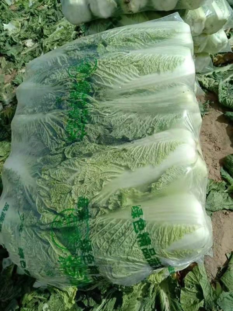 滦南储存大白菜正大量上市中，颗小，菜绿，质量好