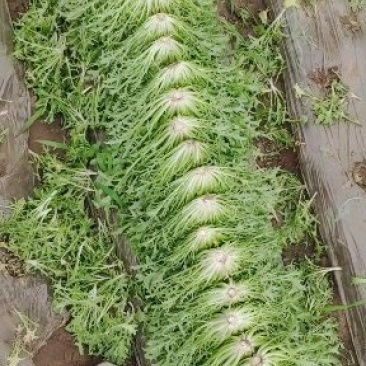 精品苦菊批发苦菊大量上市高端品质货量巨大日供斤以上
