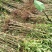 优质蜂糖李0.6～1公分半起两年苗产地四川省成都市简阳市