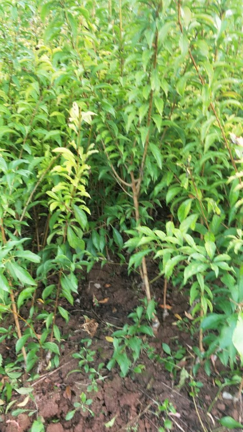 优质蜂糖李0.6～1公分半起两年苗产地四川省成都市简阳市