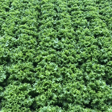 精品生菜批发生菜大量上市高端品质货量巨大日供万斤以上