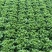 精品生菜批发生菜大量上市高端品质货量巨大日供万斤以上