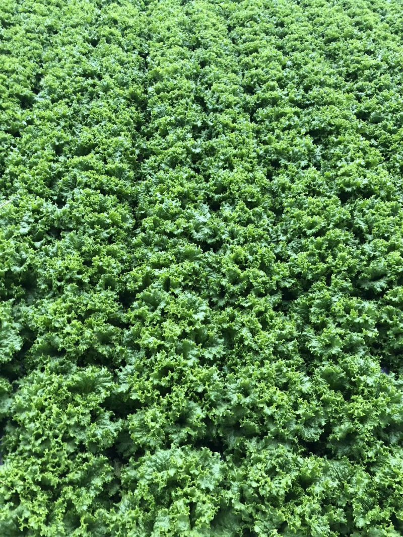 精品生菜批发生菜大量上市高端品质货量巨大日供万斤以上