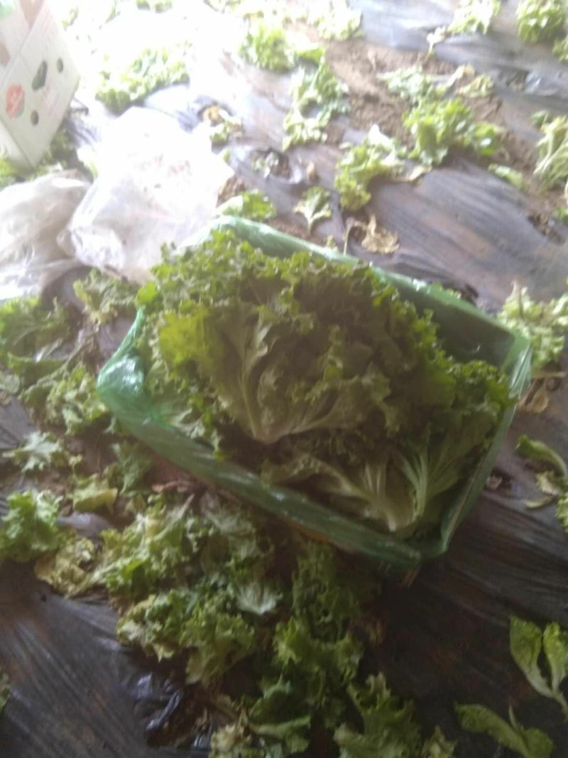精品生菜批发生菜大量上市高端品质货量巨大日供万斤以上