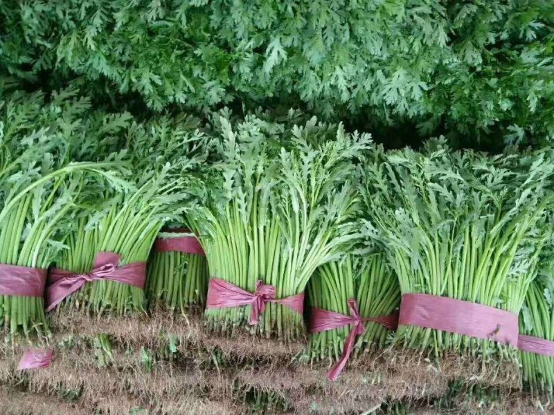 优质茼蒿绿色无公害产品