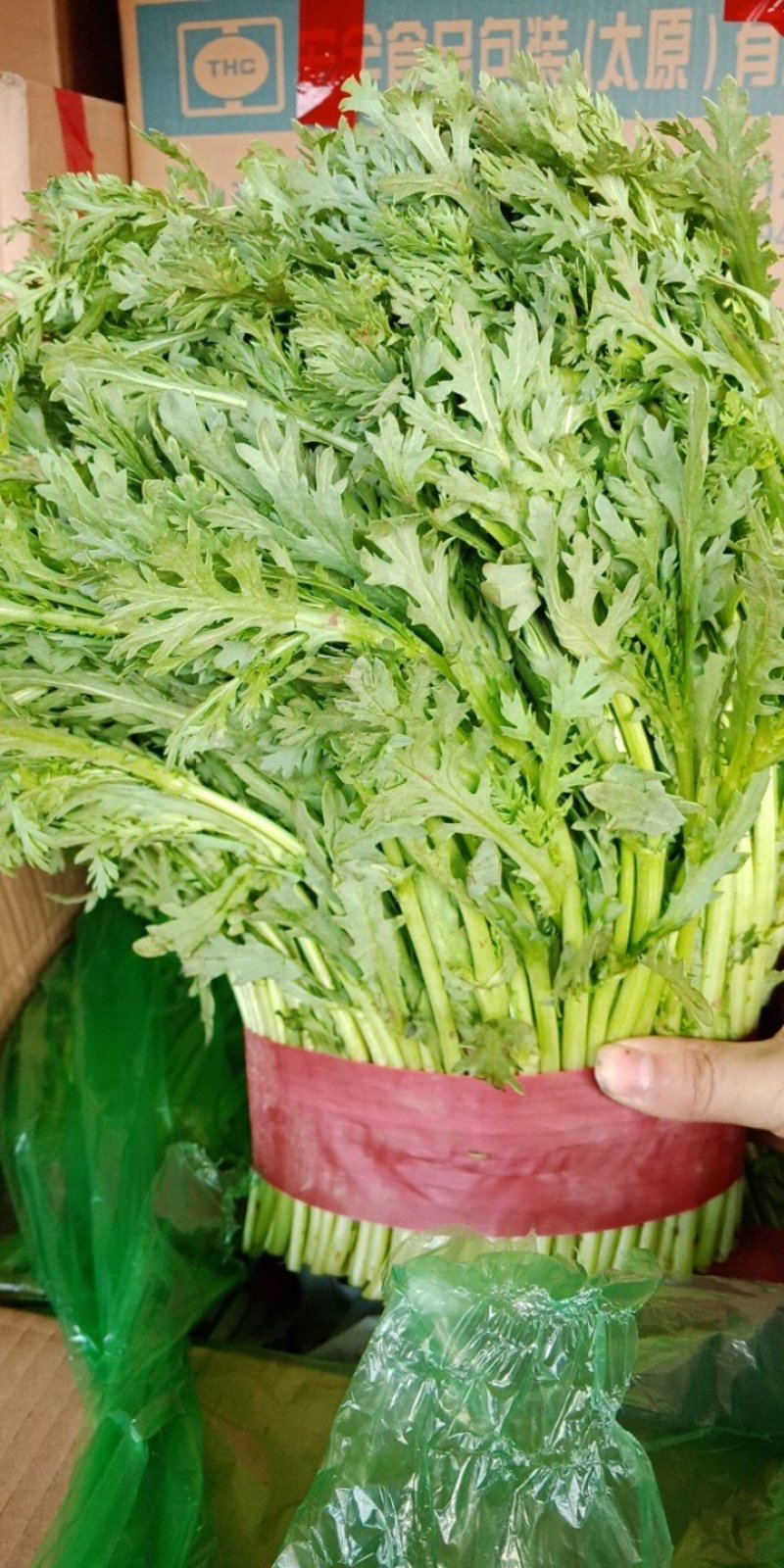 优质茼蒿绿色无公害产品