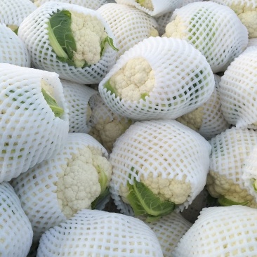 菜花优质白花菜花大量上市产地直供量大从优品质保
