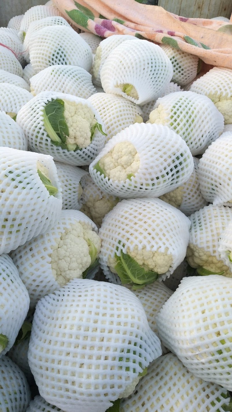 菜花优质白花菜花大量上市产地直供量大从优品质保