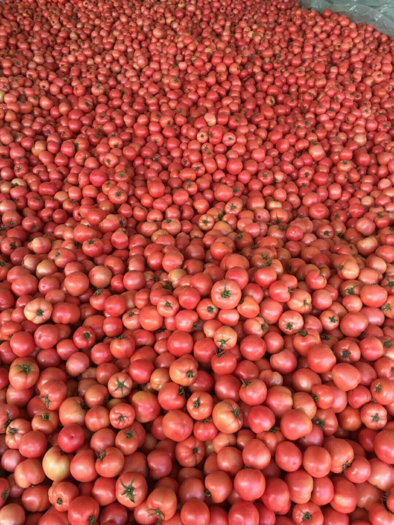山东莘县西红柿大红硬果番茄货源充足量大从优欢迎联系