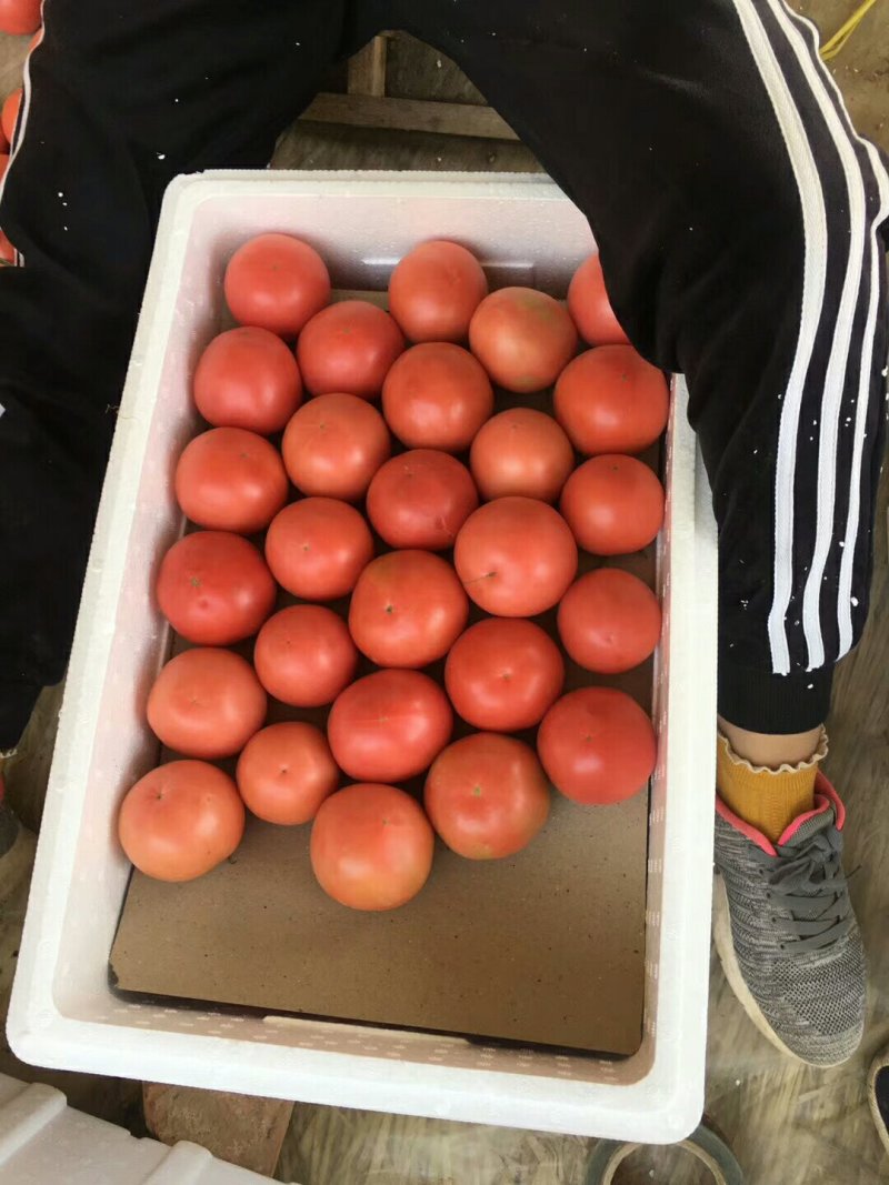 莘县硬粉西红柿当天采摘一手货源弧三以上超市精品