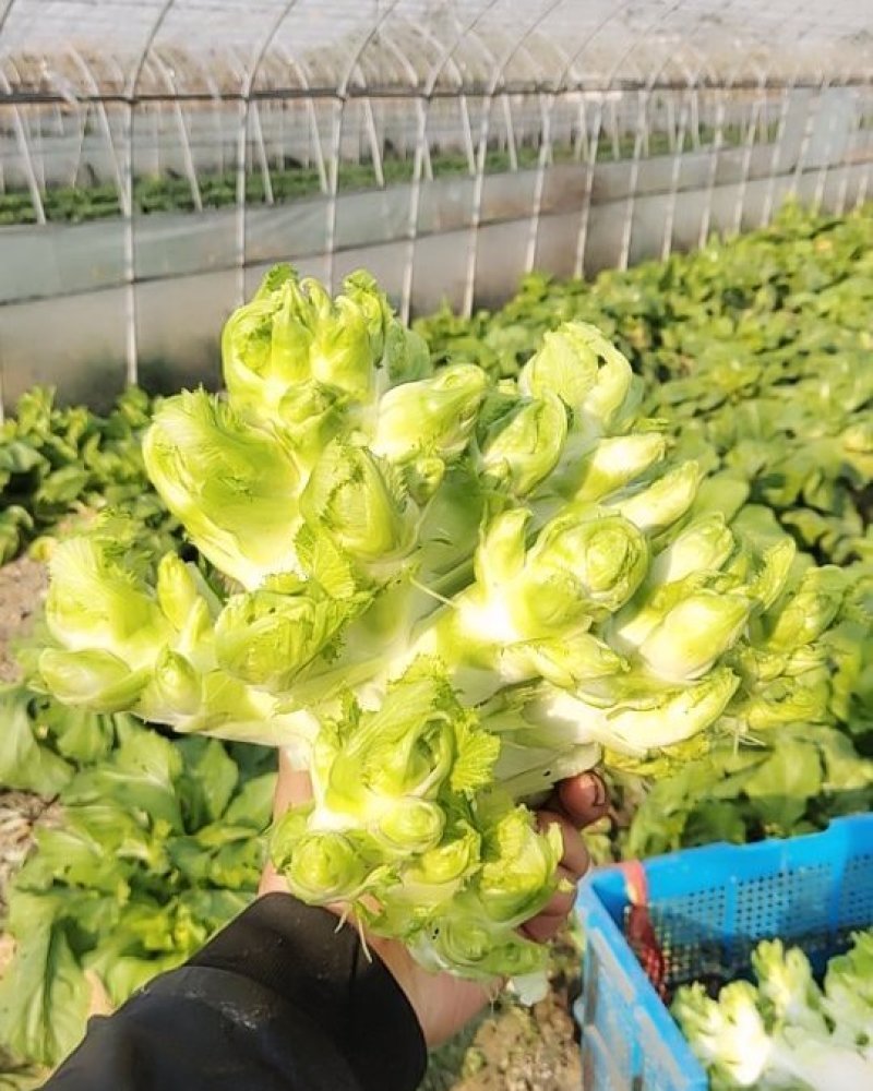 儿菜
