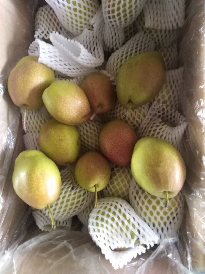 红香酥梨，新梨七号