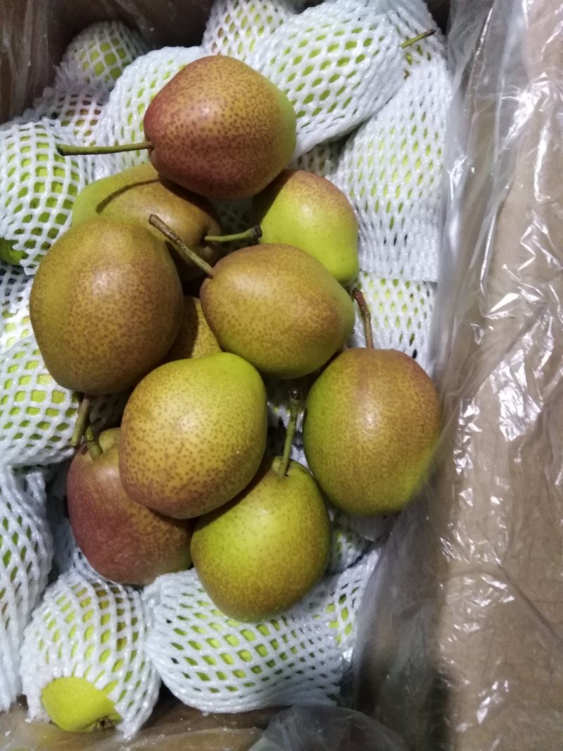 红香酥梨，新梨七号
