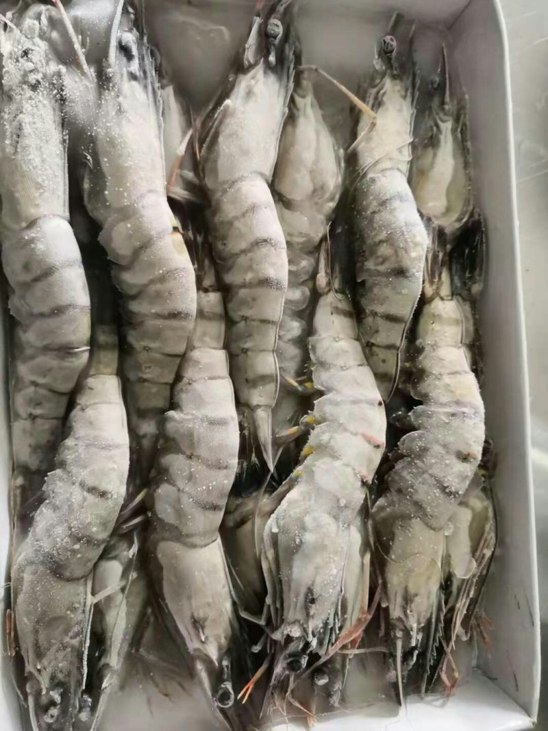 野生越南黑虎虾支持验货产地直销常年供货